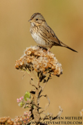 BIRDS OF THE WESTERN US